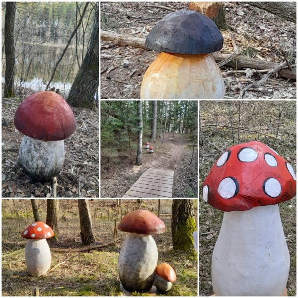 Ignalinoje grybų užderėjo