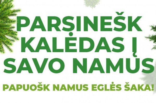 Dalijamos eglių šakos