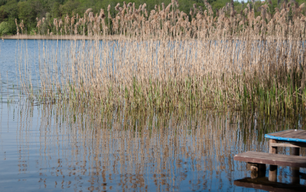 Prie vandens telkinių - ramybės laikas