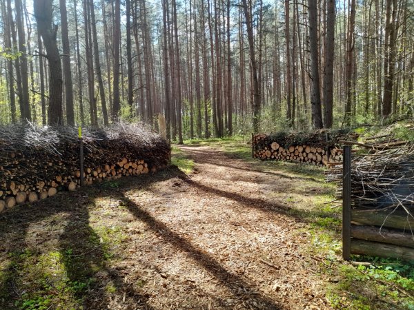 Ignalinoje – miško parkas
