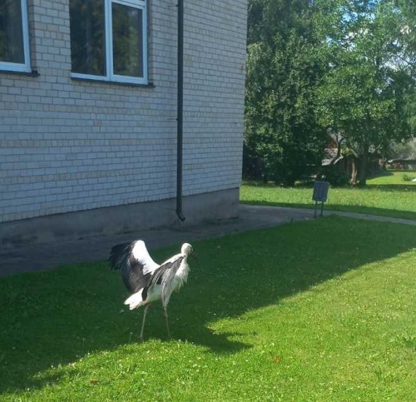 Pirmasis skrydis – ne be problemų