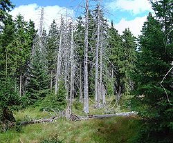 Turintiems eglynų
