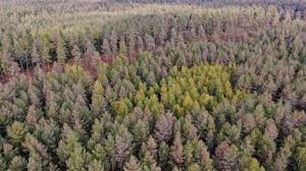 Stichinė nelaimė miškuose
