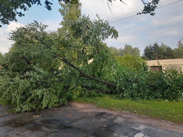Dėl želdinių tvarkymo