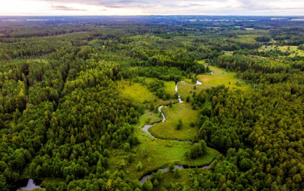 Privačių miškų savininkams