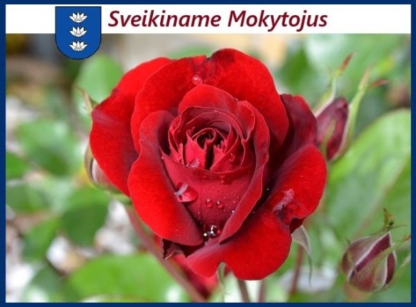 Spalio 5-oji – Tarptautinė mokytojų diena