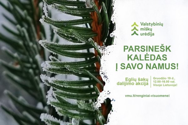 Bus dalijamos eglių šakos